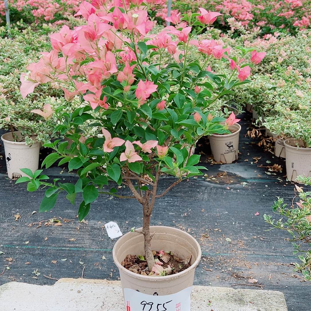 完全开放卡亚塔9955