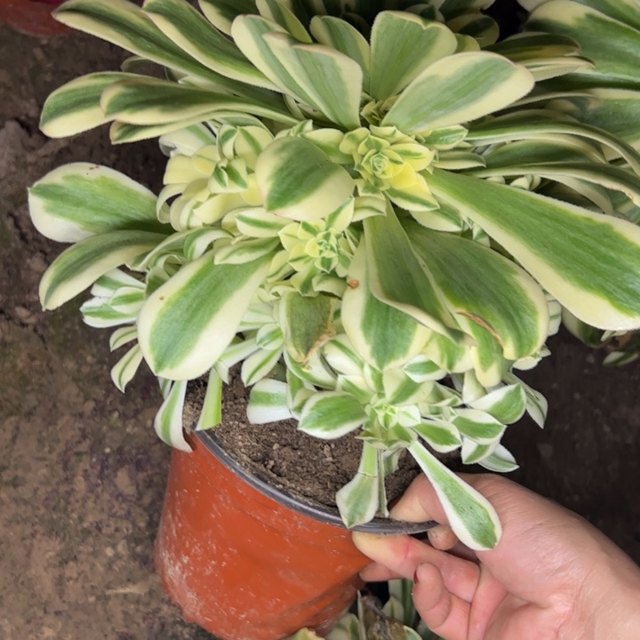 4945南迈巴赫多肉植物