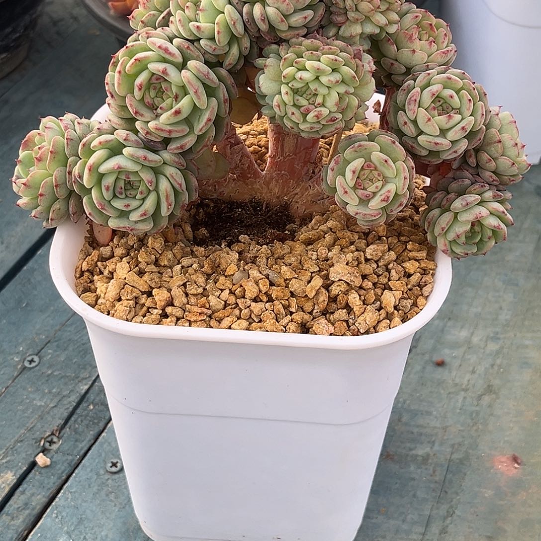 半***y白胖子朵朵缀化多肉植物