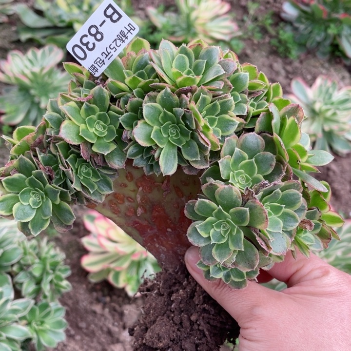 830万奶缀多肉12345678