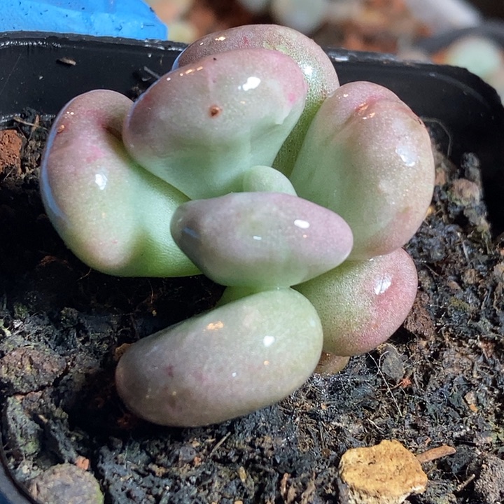 油煎丸子锦多肉植物