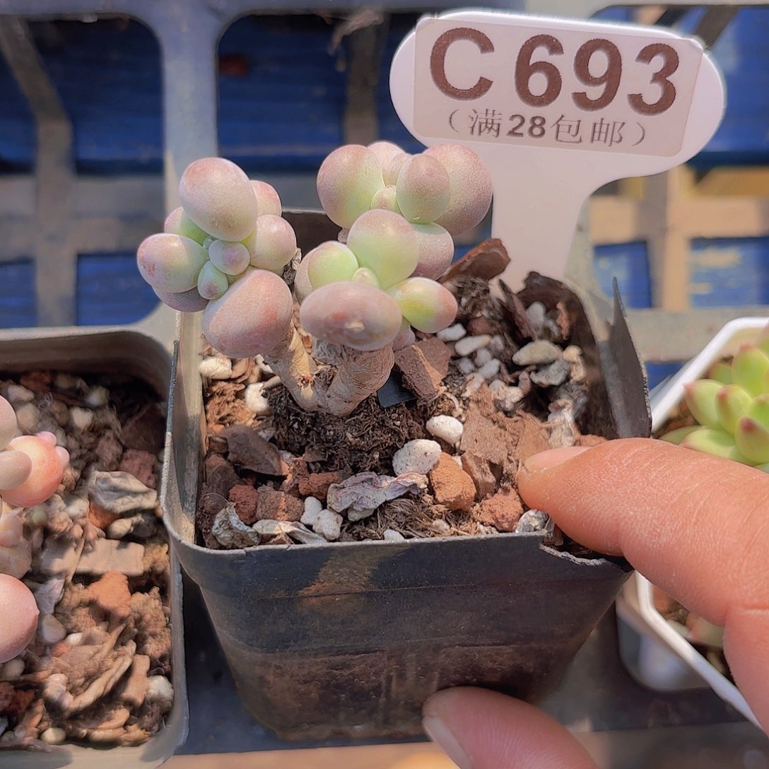 C693苹果奶一物一拍