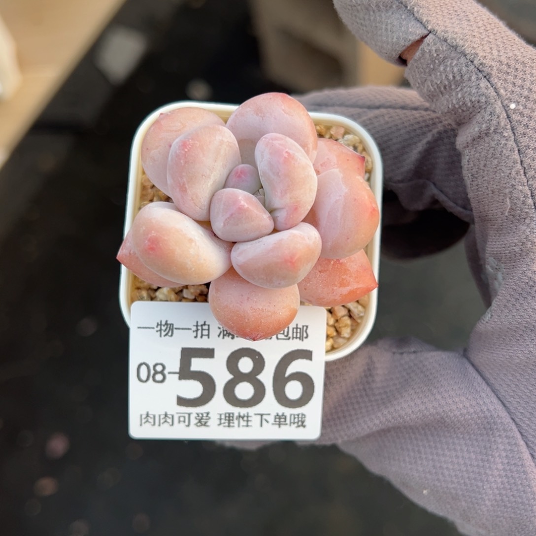 香水奶多肉多肉多肉多肉