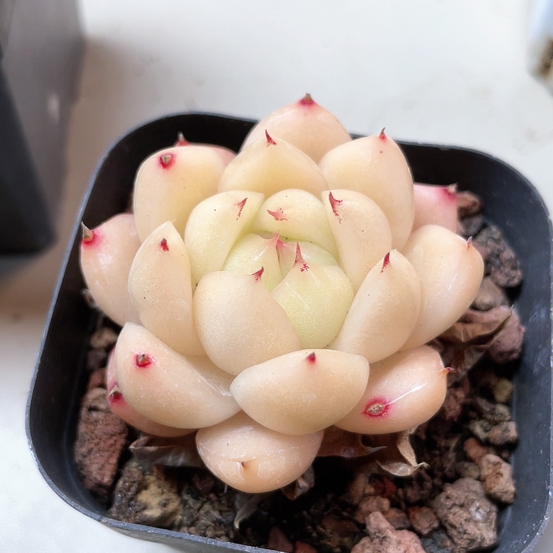 优选麦秆福利8240