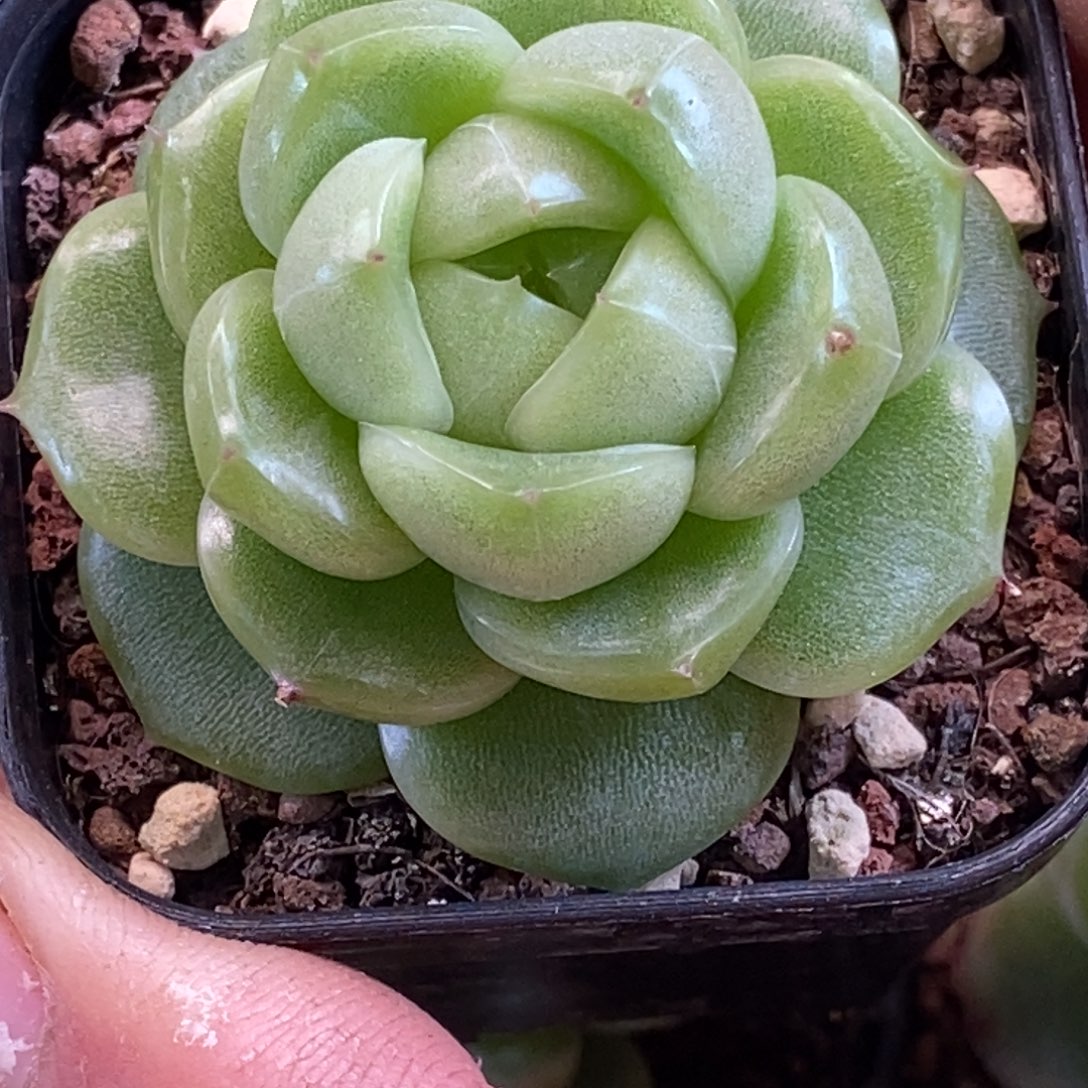 天官赐福百无禁忌