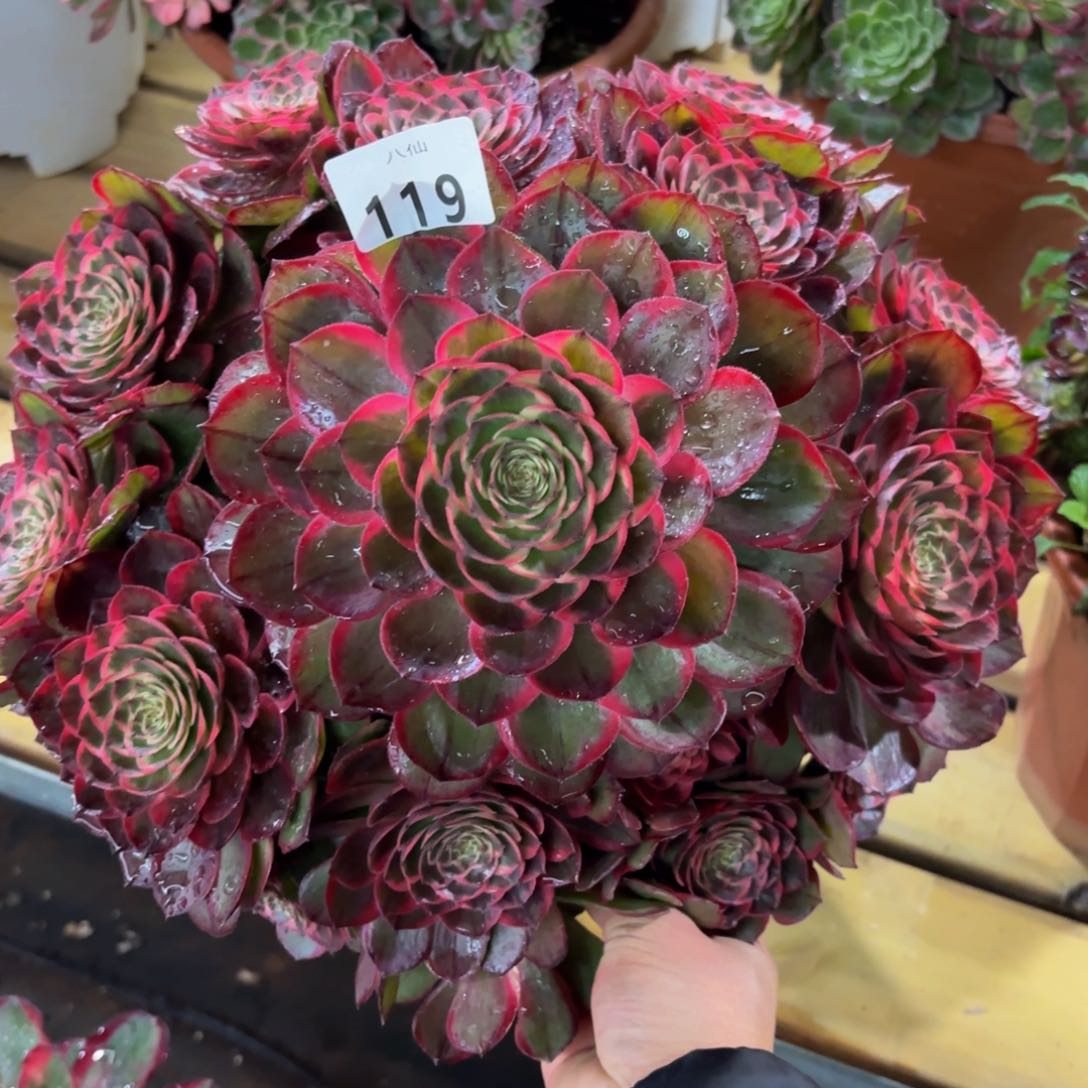 119多肉植物粉花妖