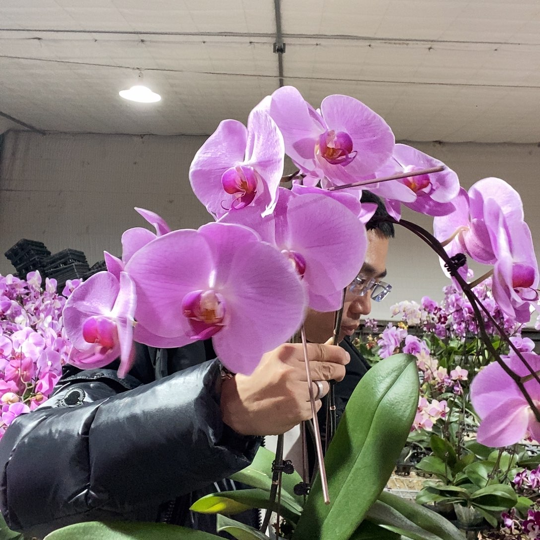 完全开放双剑粉冠军1颗3.5寸