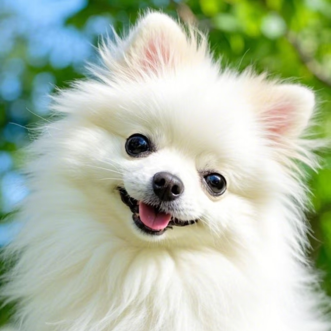 chonry/宠缘 宠缘萌宠优品店宠缘丨主理人博美犬