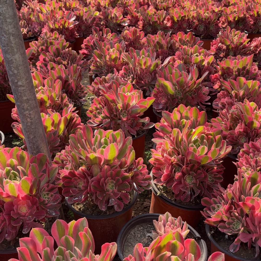 粉女巫9.9法师肉带主头