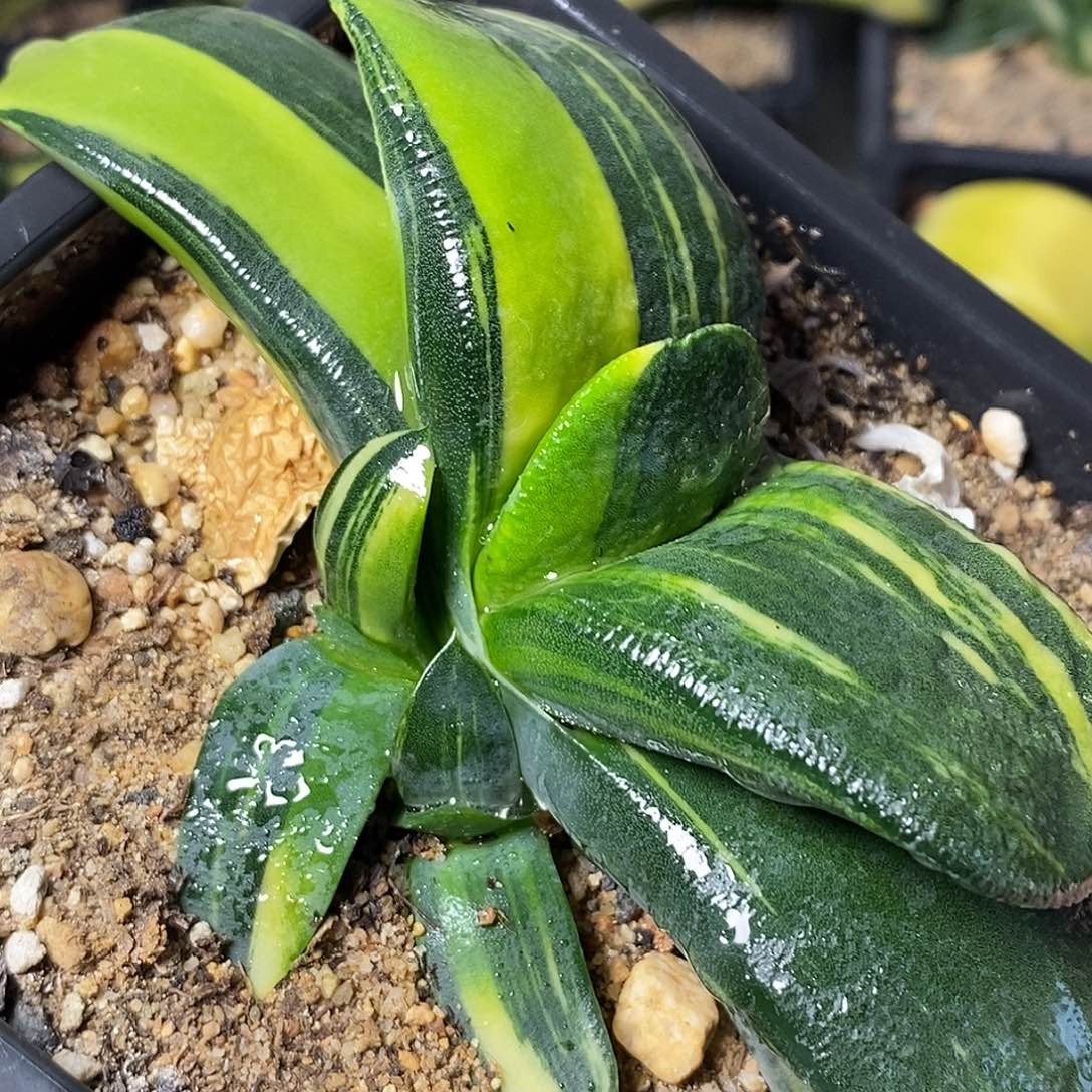 不带盆脱土裸根发货（不带侧芽）