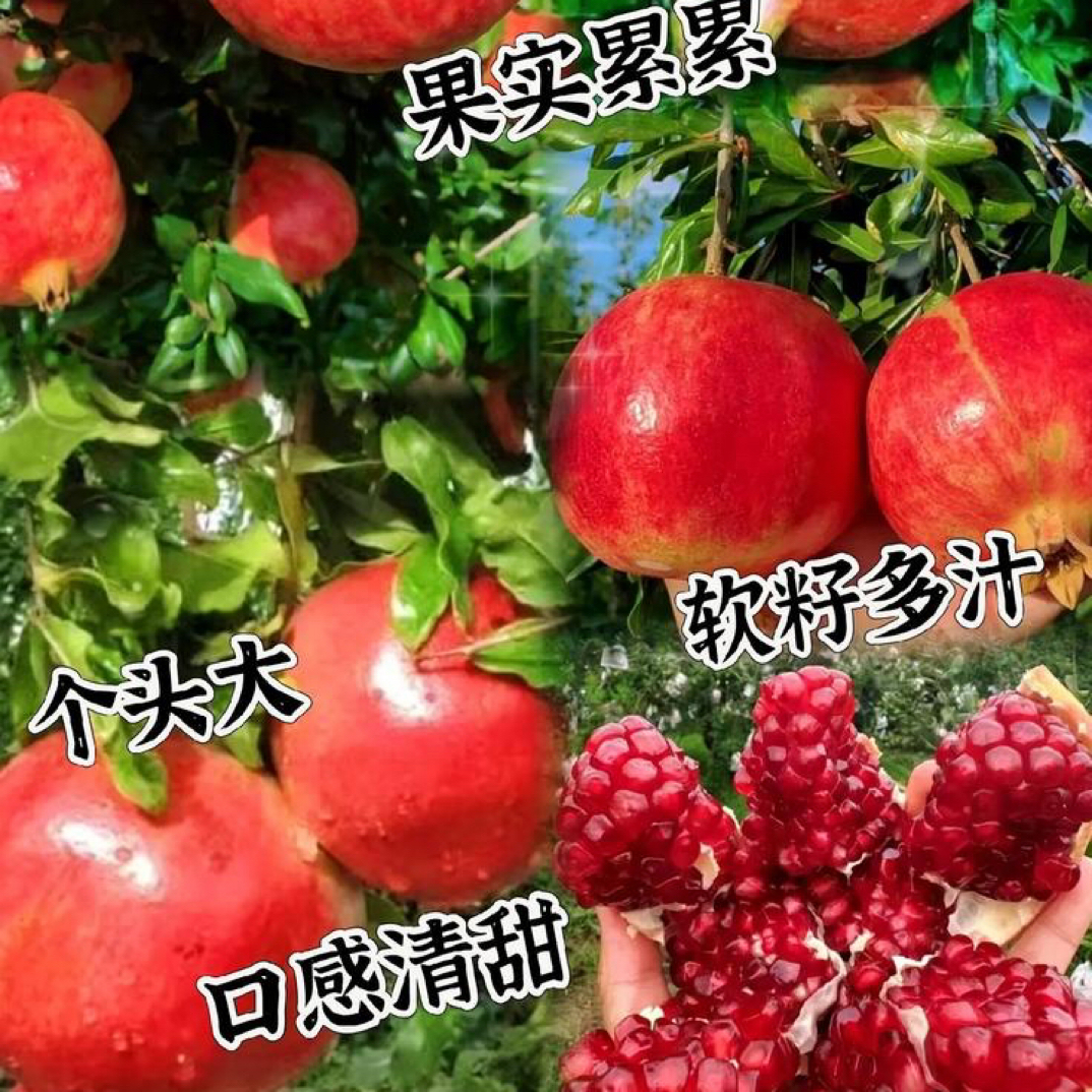 蒙阳红大红袍软籽大果石榴树苗粗度2公分耐寒耐旱