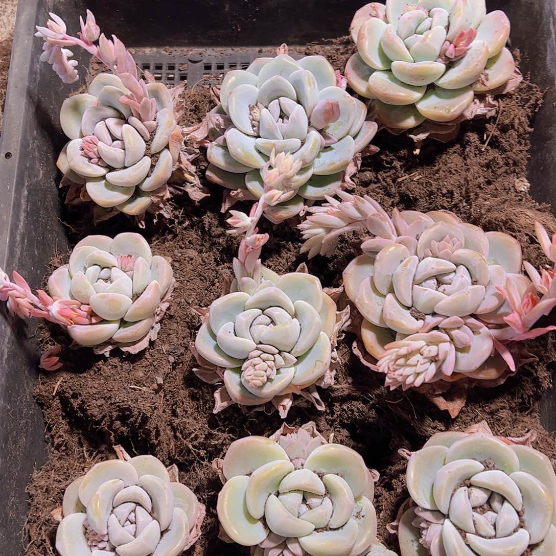 直播福利一物一拍215