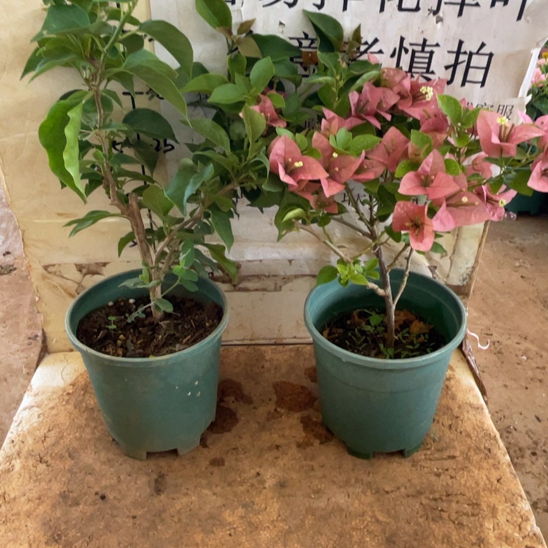 当前无花朵，栽培后可花朵3h2