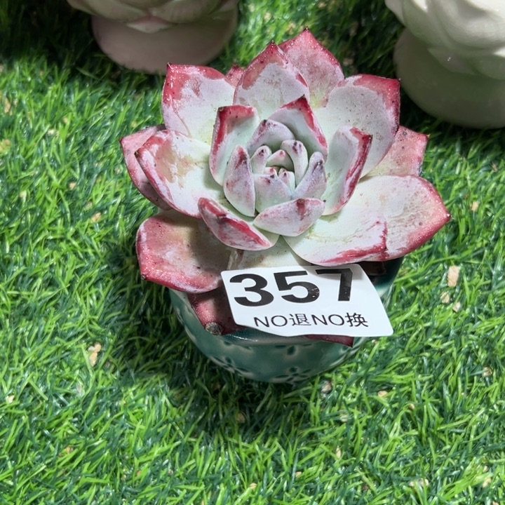 q***g357北极熊多肉一物一拍