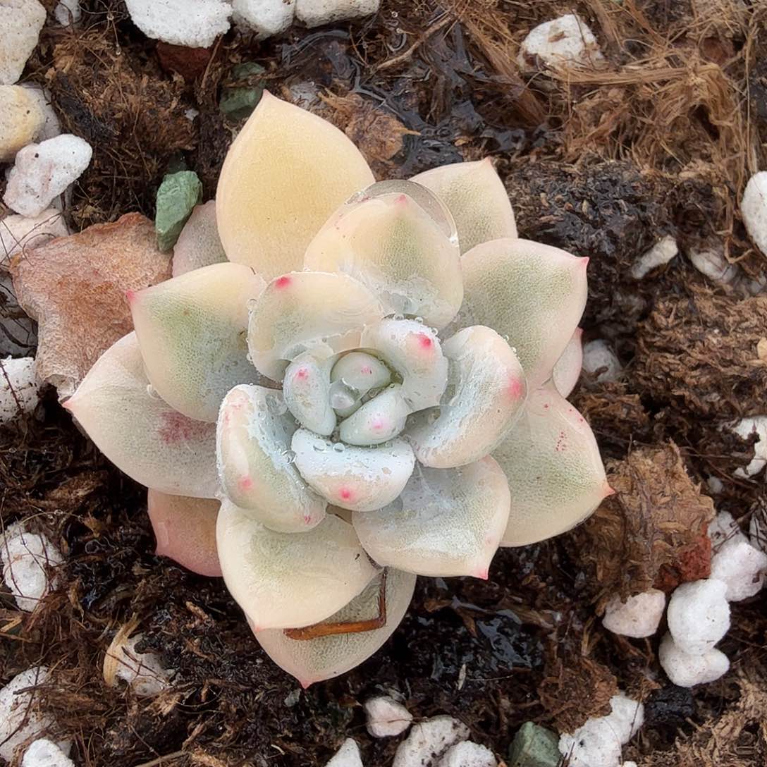 橙梦露锦，多肉植物