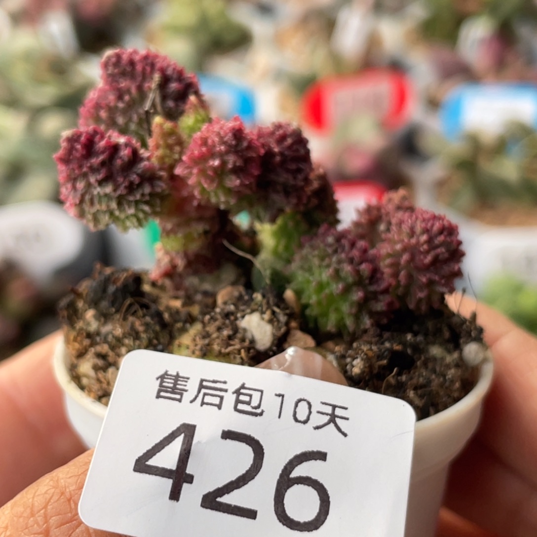 426。                