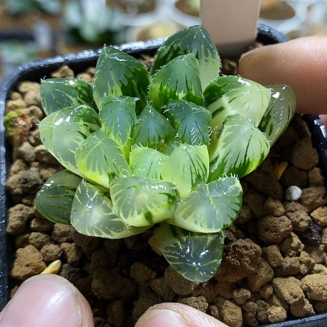 153夏沫玉露锦哈哈哈哈