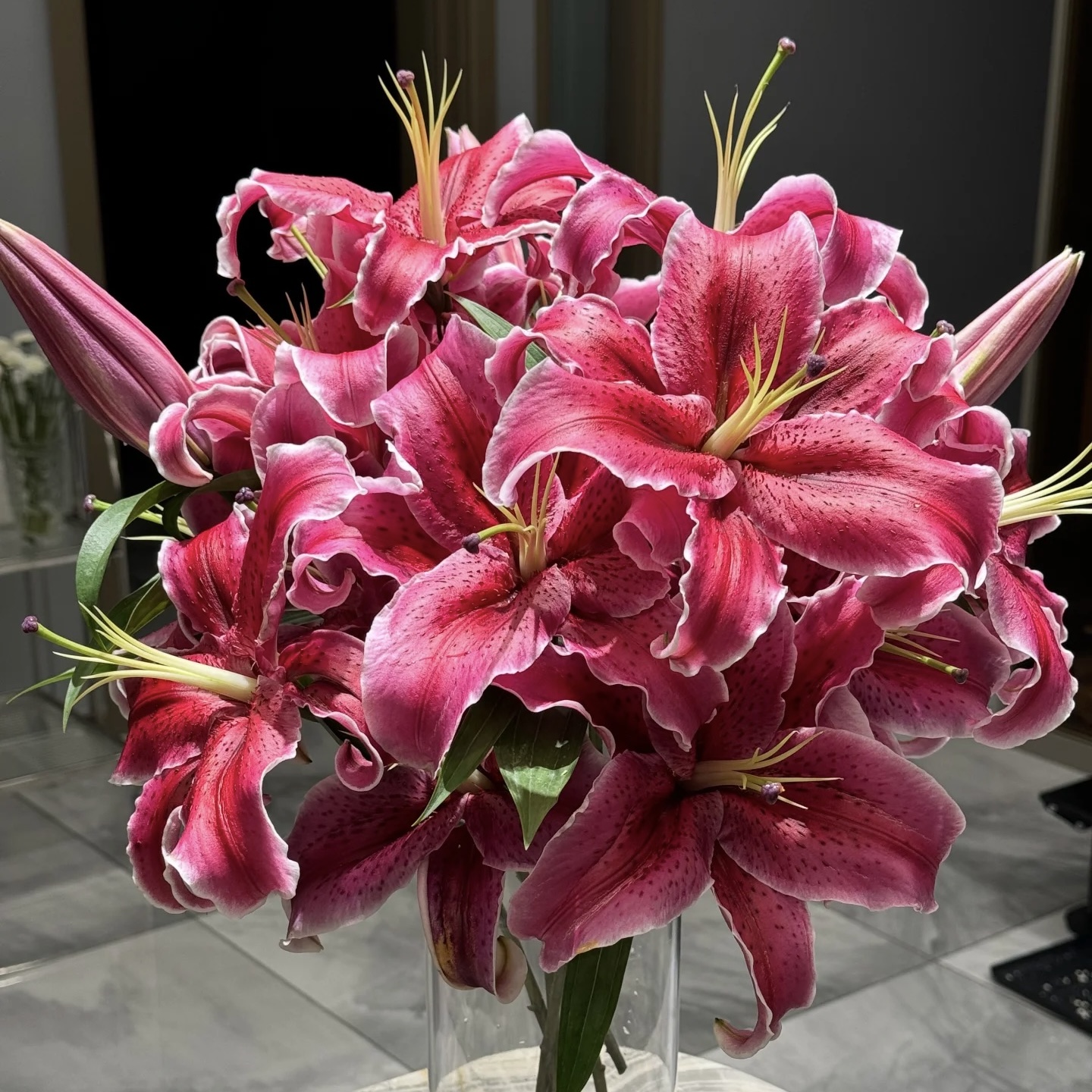 【黑美人多头】 香水百合花 云南鲜切花基地直发