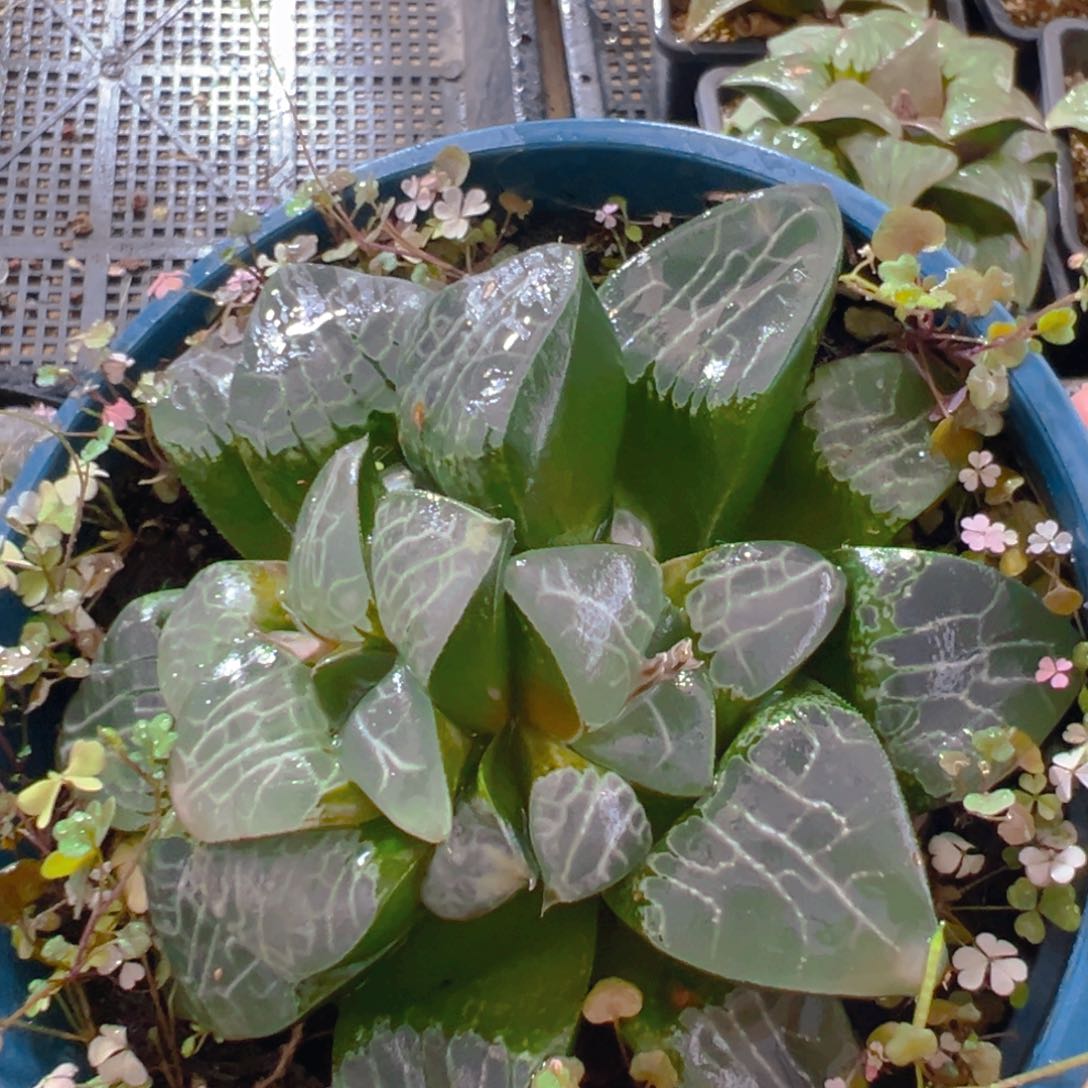 加仑盆月影母本玉露