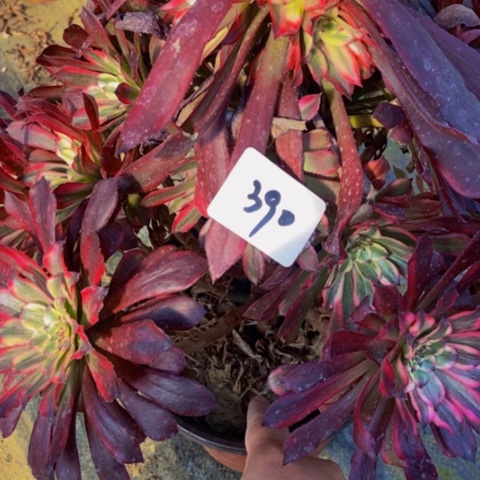 皱叶蕾丝雪姬390多肉