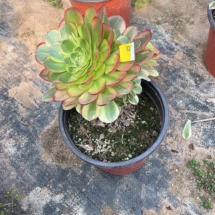 奶白锦多肉，1058