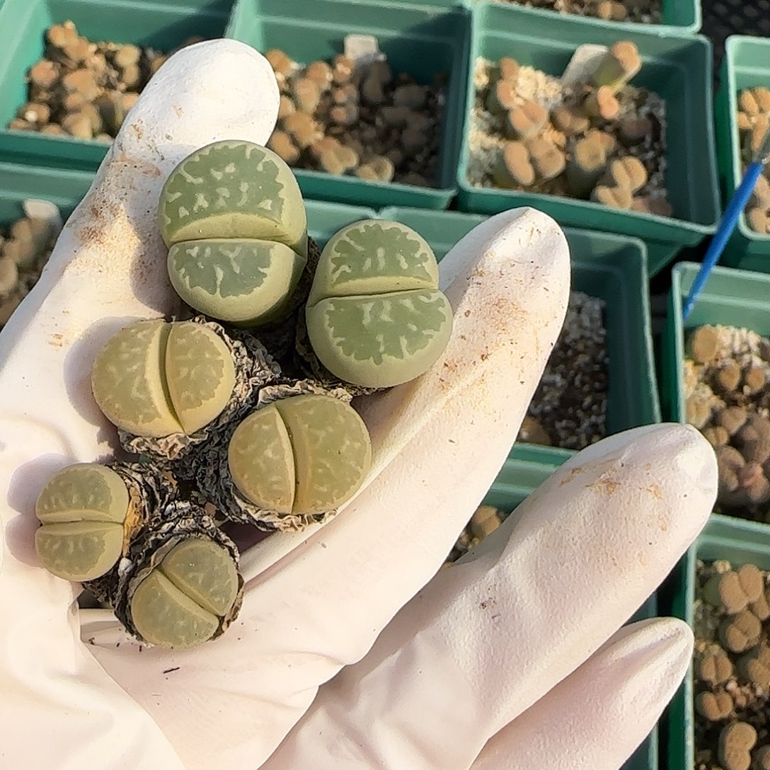 深***色11.23.茧形玉。9024