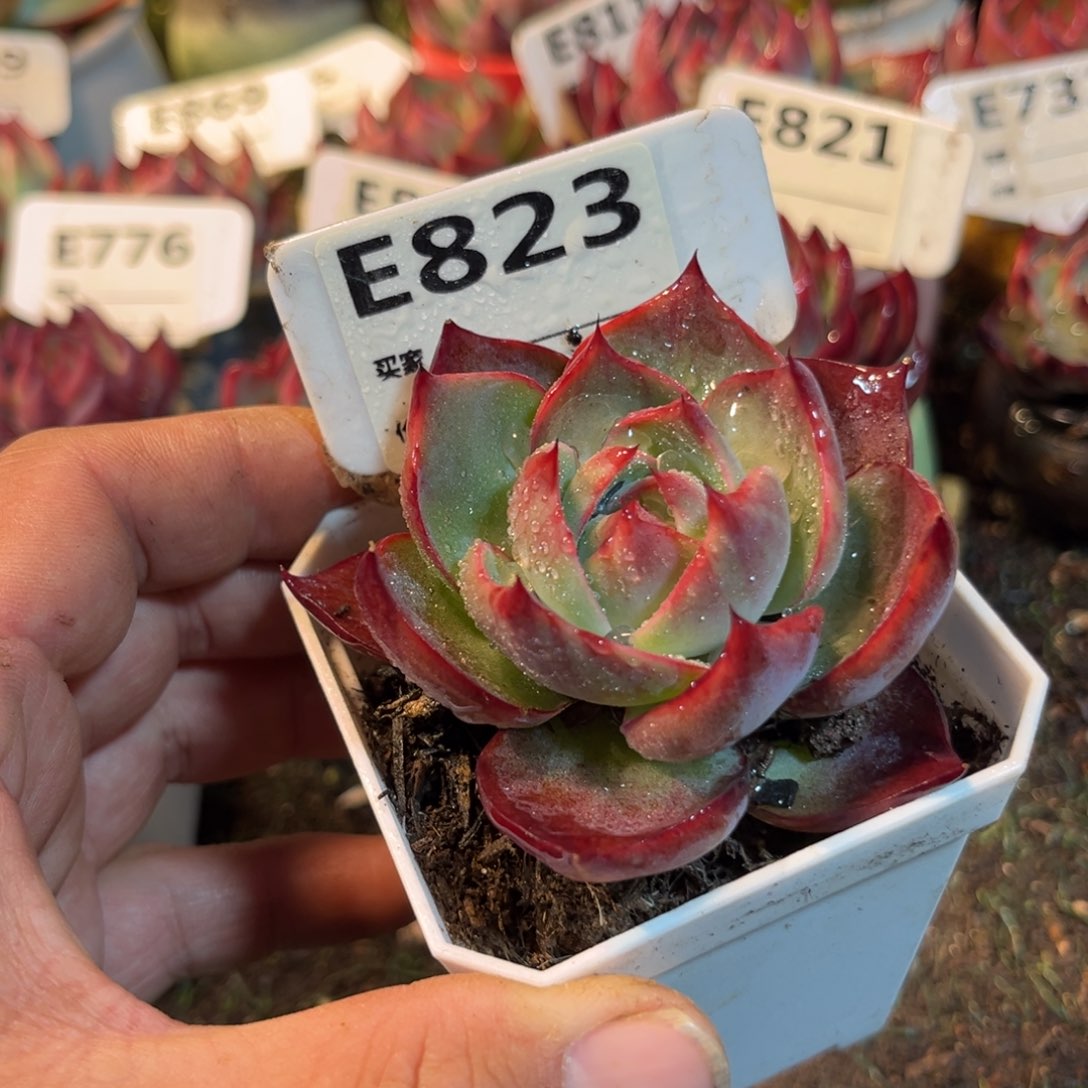 惊鸿一瞥823号多肉