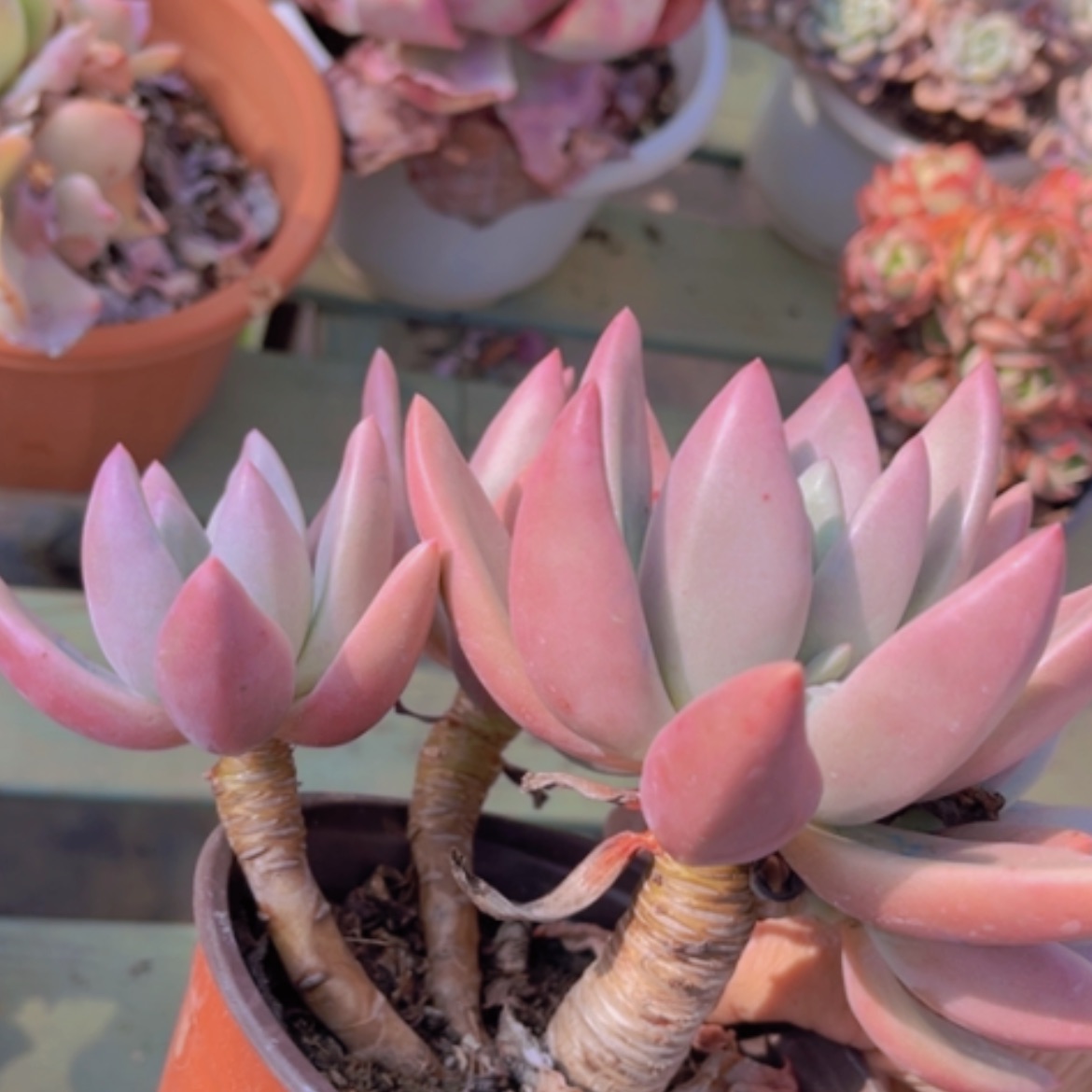 【闪购商品】桃花源10261