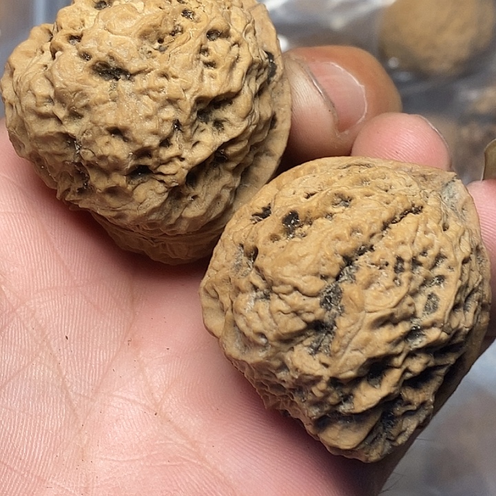 把件文玩核桃云南铁核桃B59