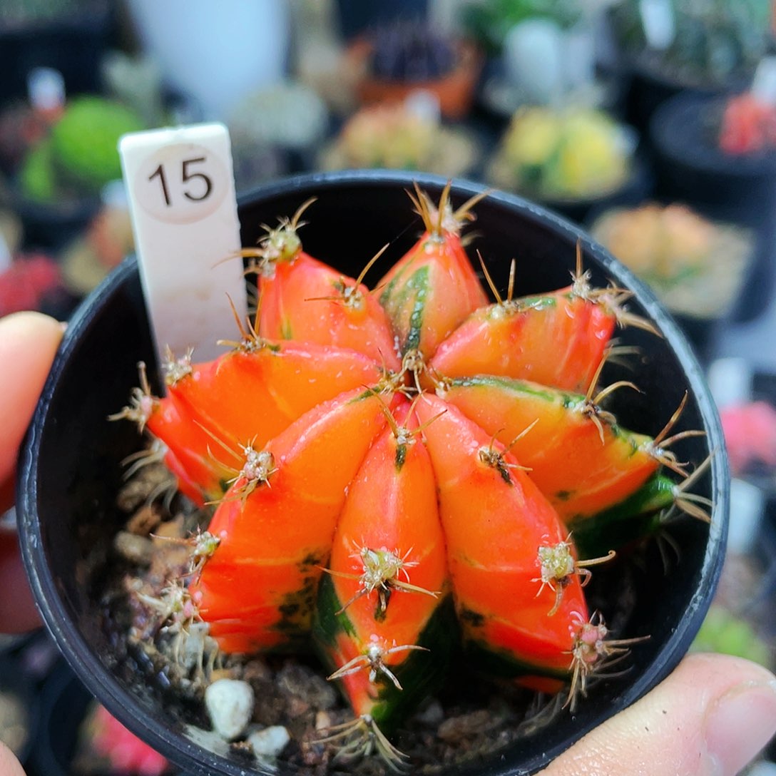 非偏远地区满25裸根发货仙人球