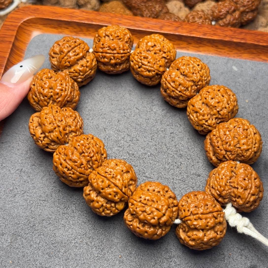 菩提18号尼泊尔大金刚26梅花赤龙