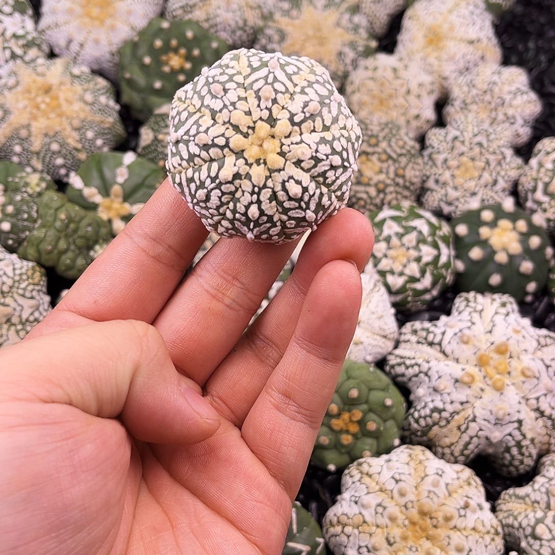 开播福利ｖ兜兜兜兜