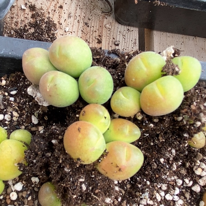 19584毛翠滴一颗       