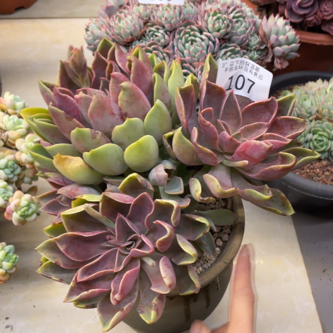 黑大帅多肉107琼斯