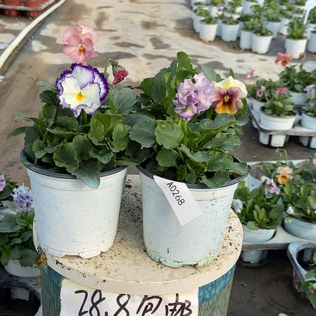 大部分花苞少量开放268