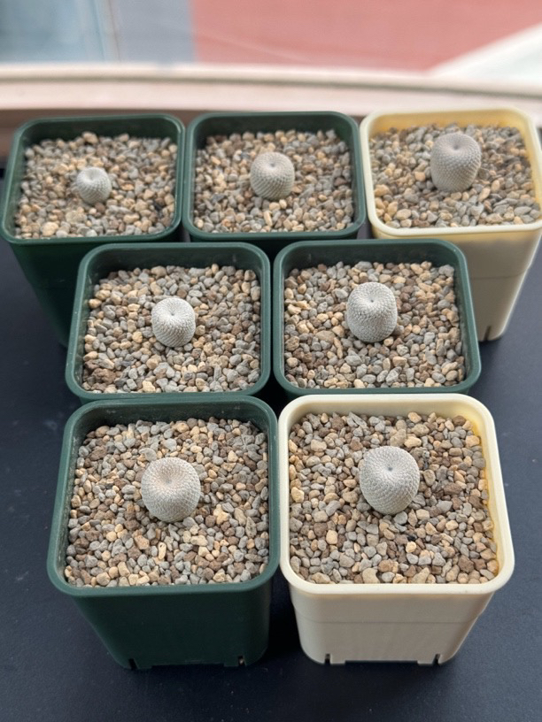 小人帽子仙人球编号VM178