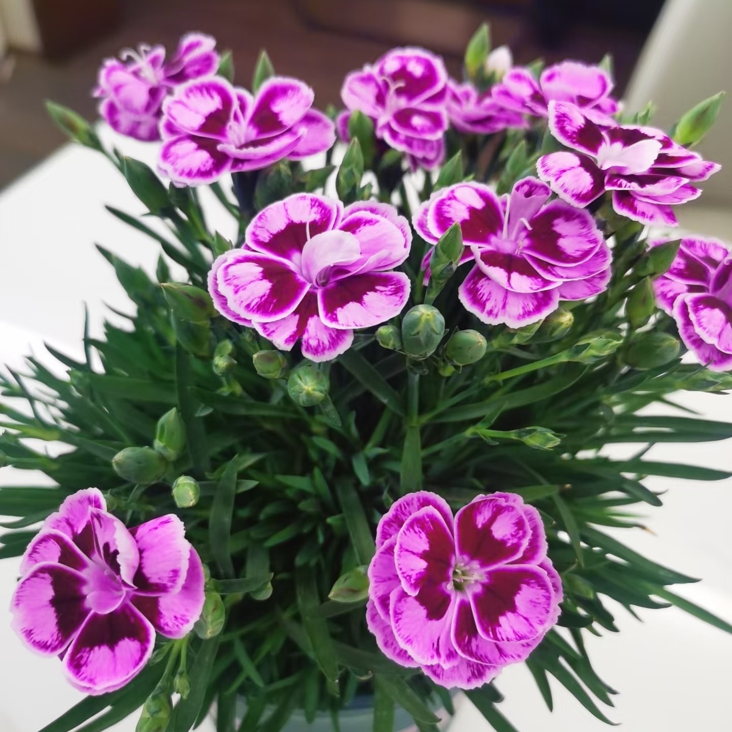 密桃，女王，初吻，多彩石竹花苗四季开花多年生庭院盆栽易养耐成活