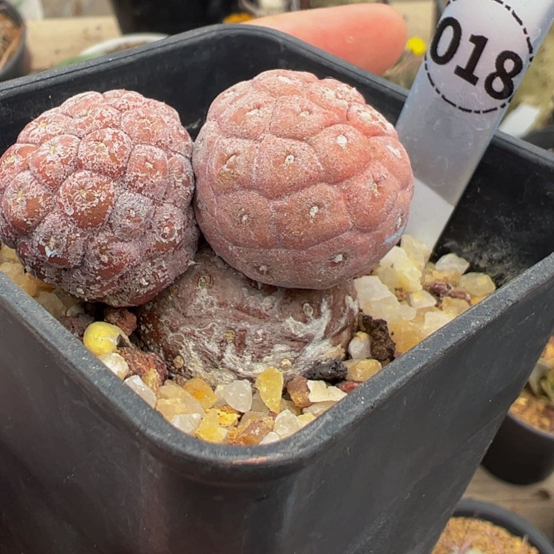 18多肉植物带盆土