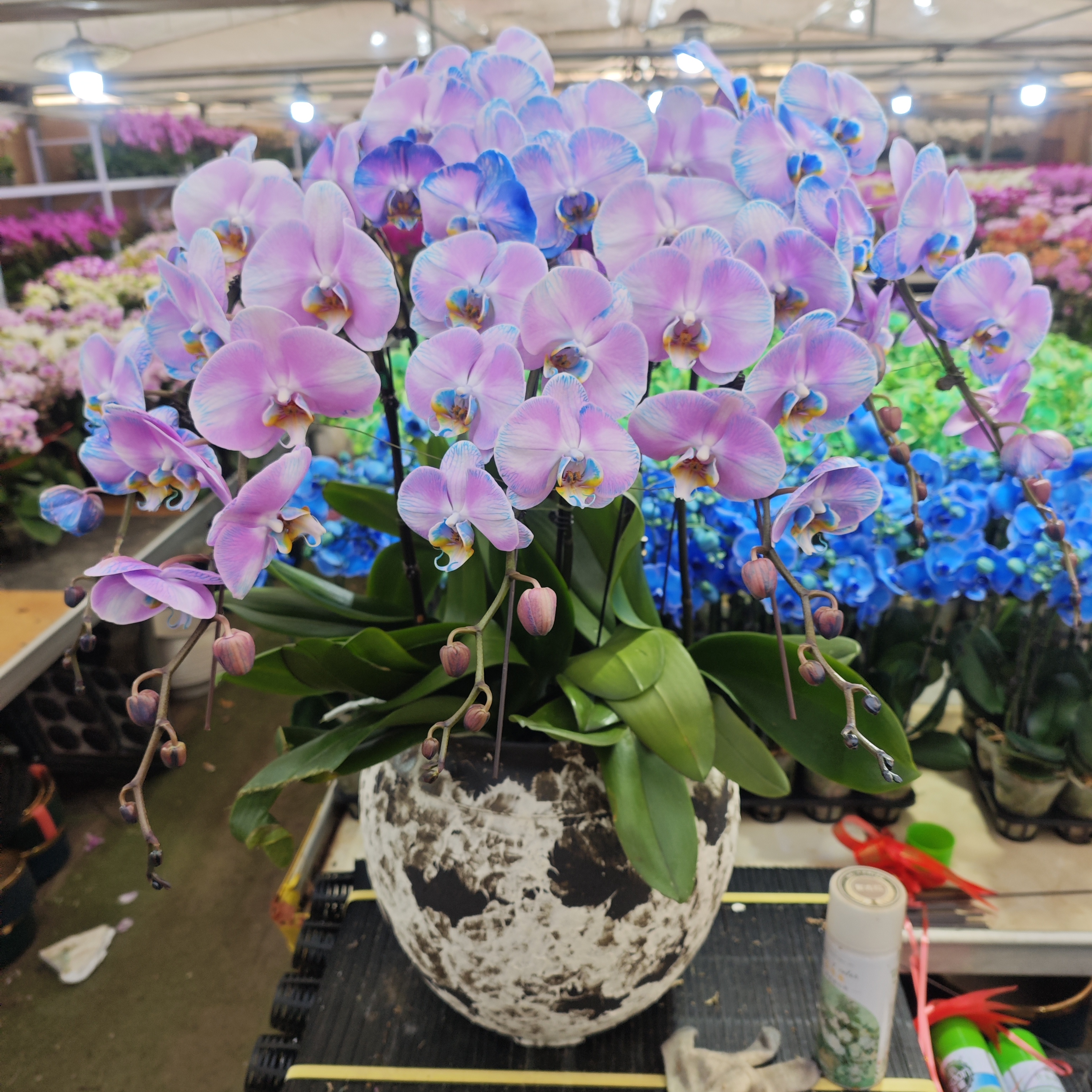 马卡龙蝴蝶兰天津基地送货上门