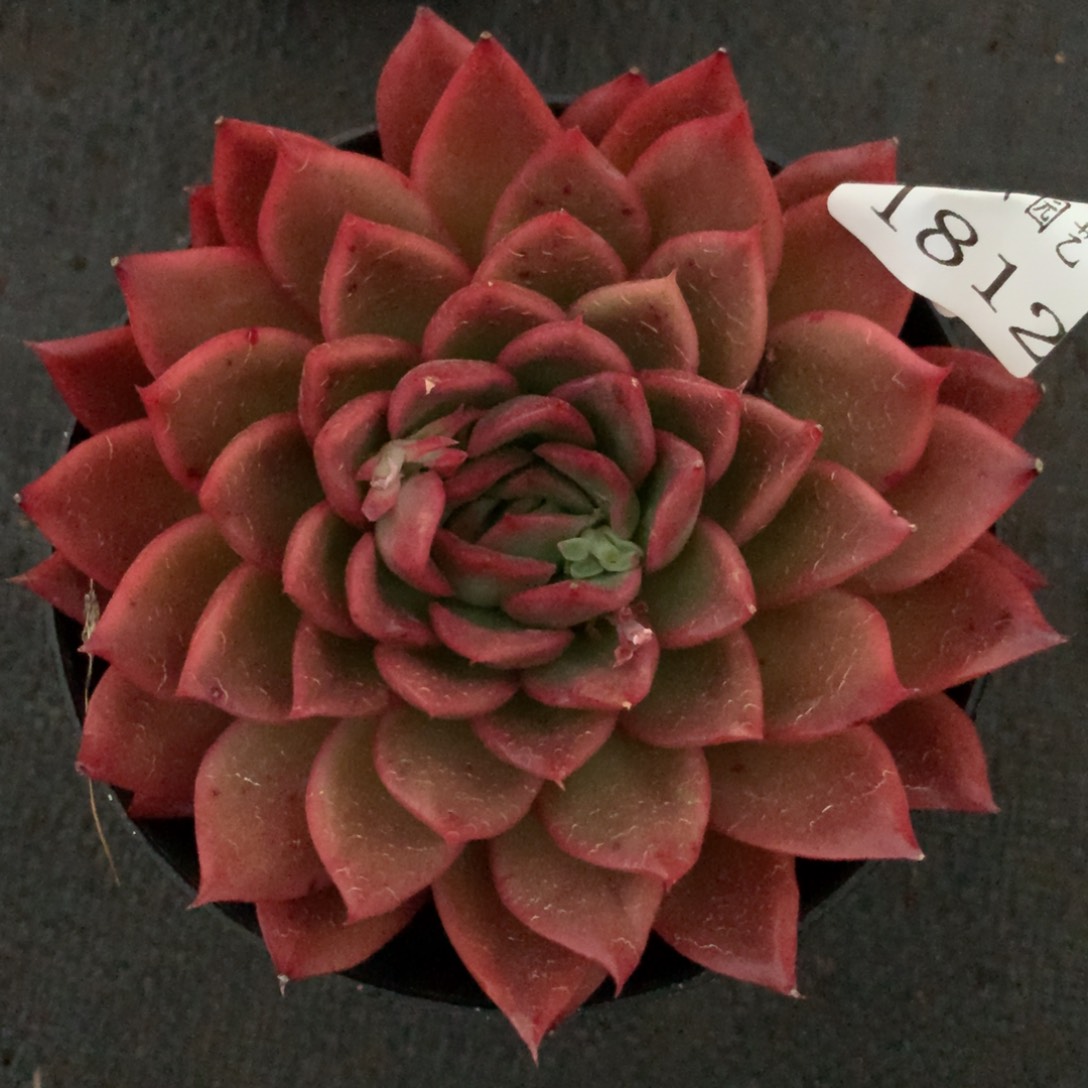 1812杂交精品基地10厘米