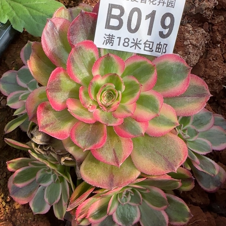 多肉法师淘宝福利