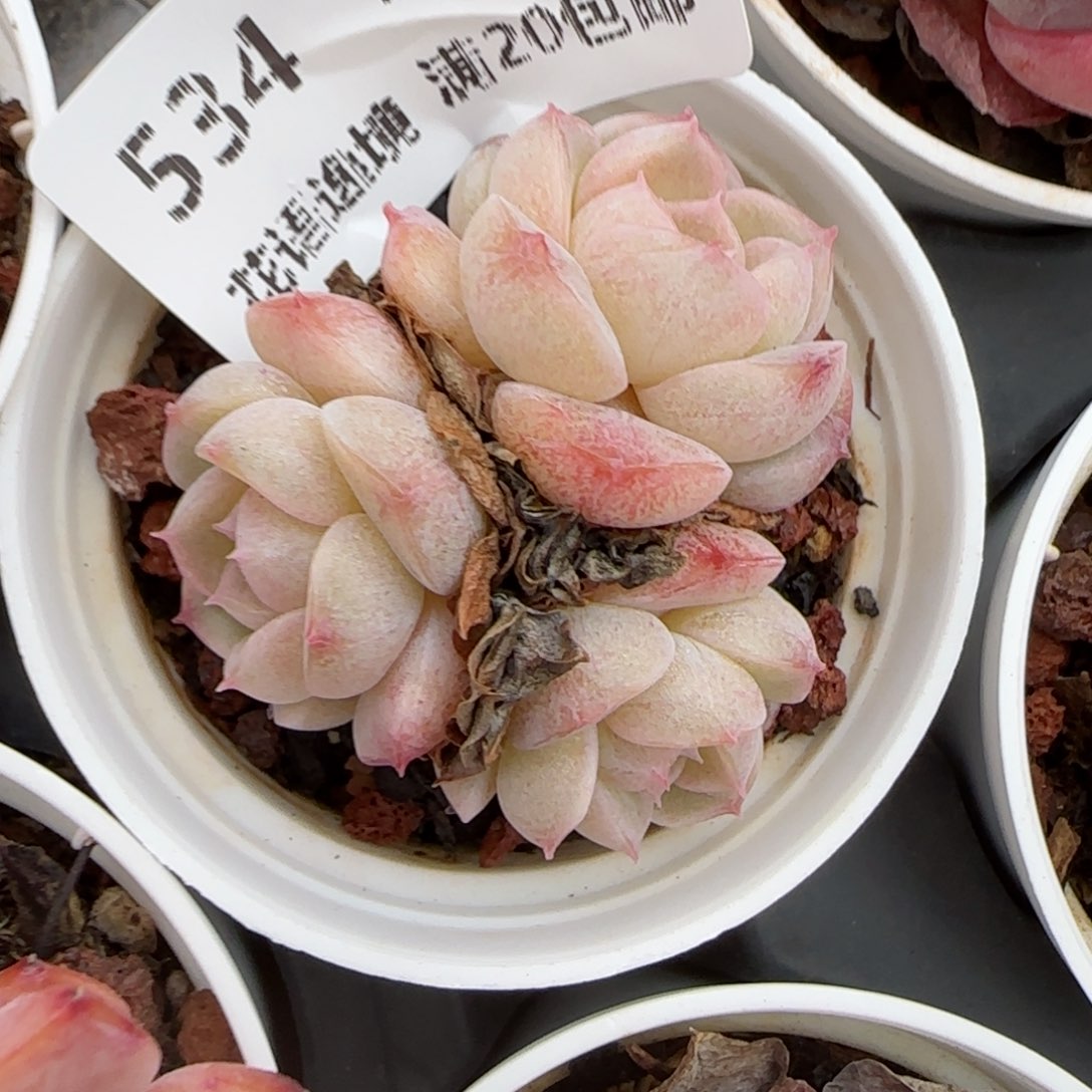 花语逸镜0127-534