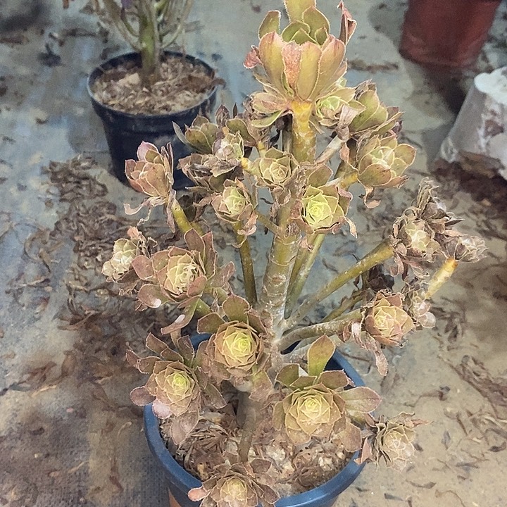 灰法多肉植物011 