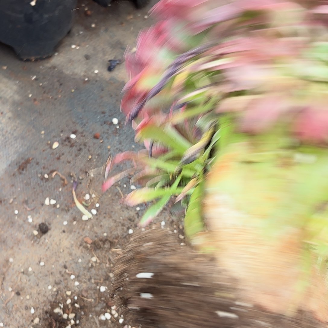 多肉植物福利088