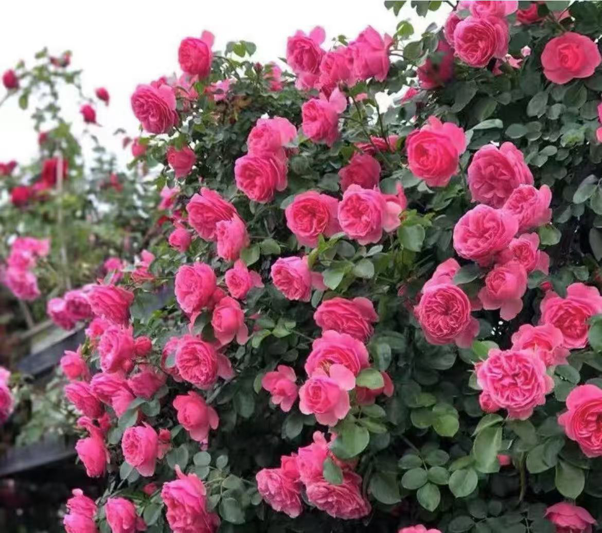 藤本粉色达芬奇月季花苗蔷薇爬藤大花浓香开花粉色玫瑰花四季盆栽