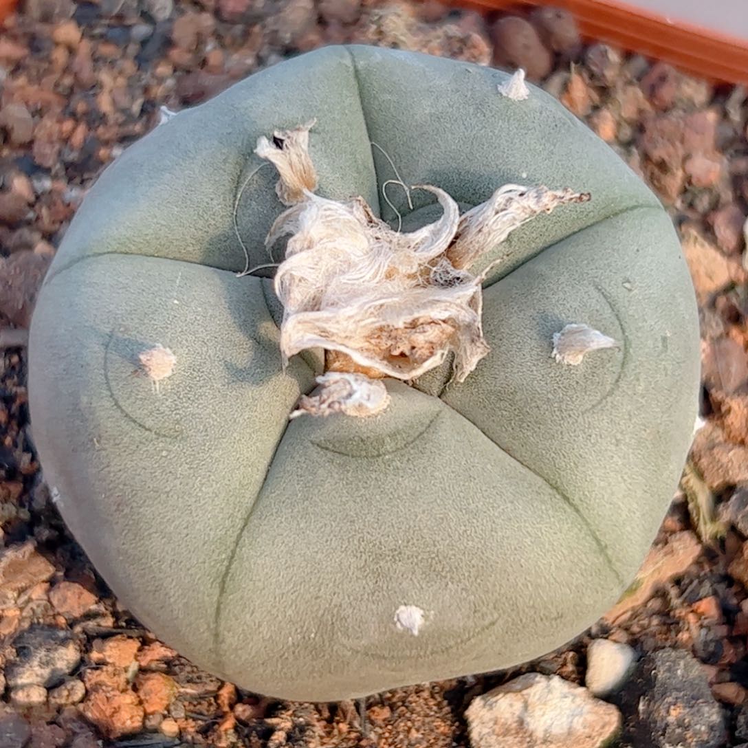 实生 肋骨乌海鲜