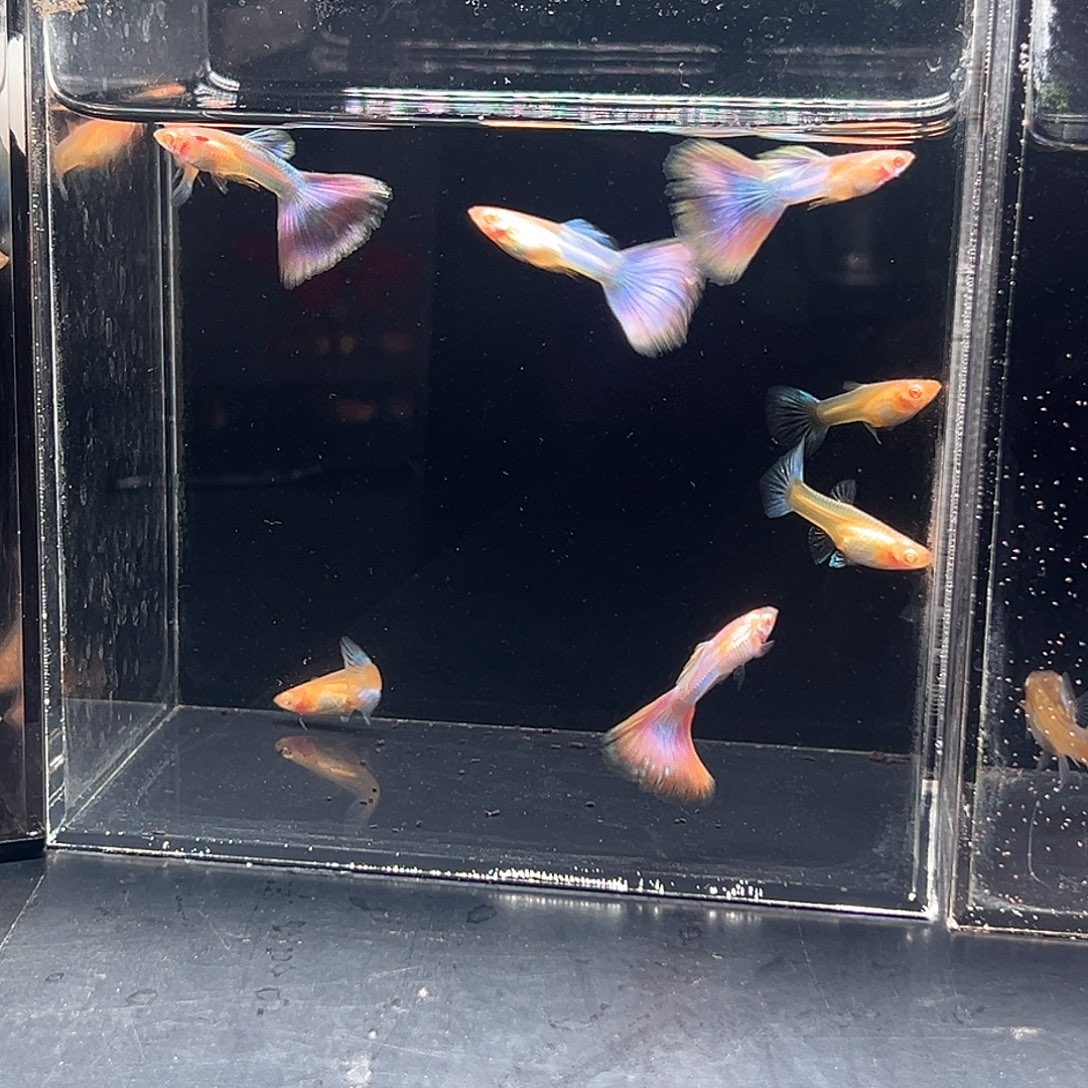 孔雀鱼战损版-天使彩虹4对