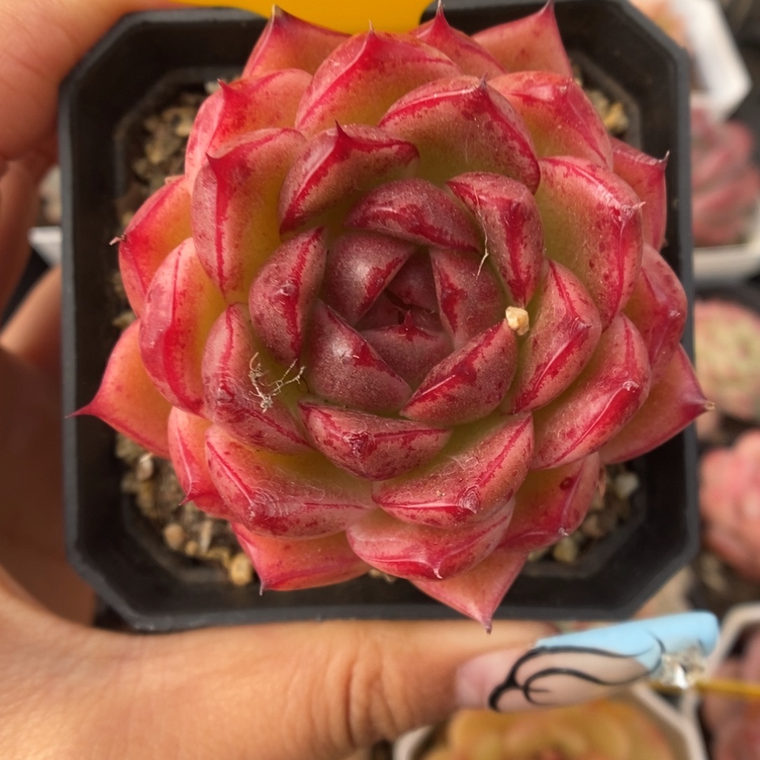 血斑麦秆308号。   