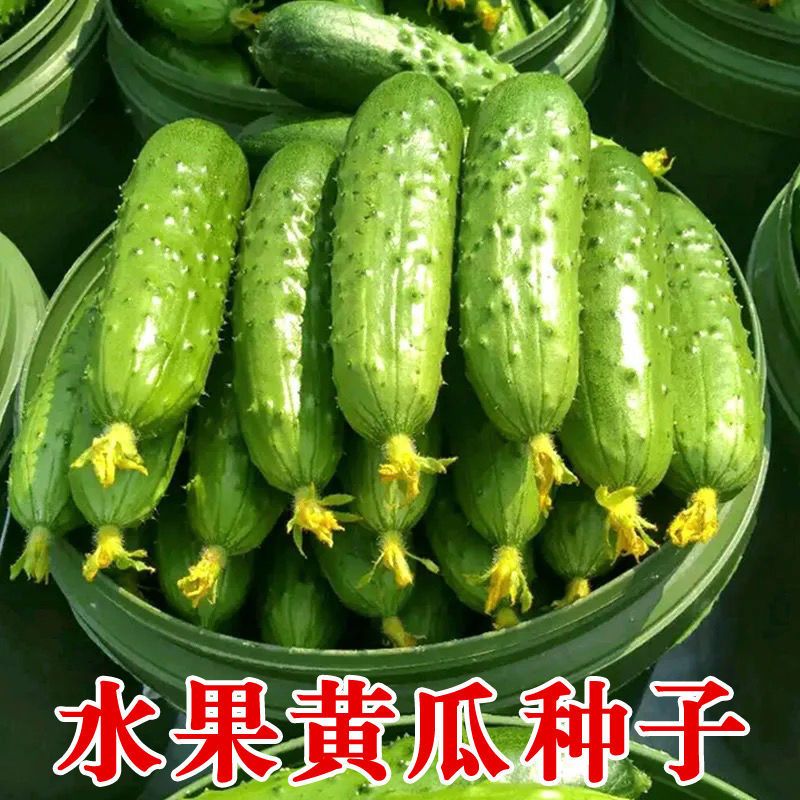 【全店满5包包邮】水果黄瓜种子小菜园阳台小院搭架四季地栽