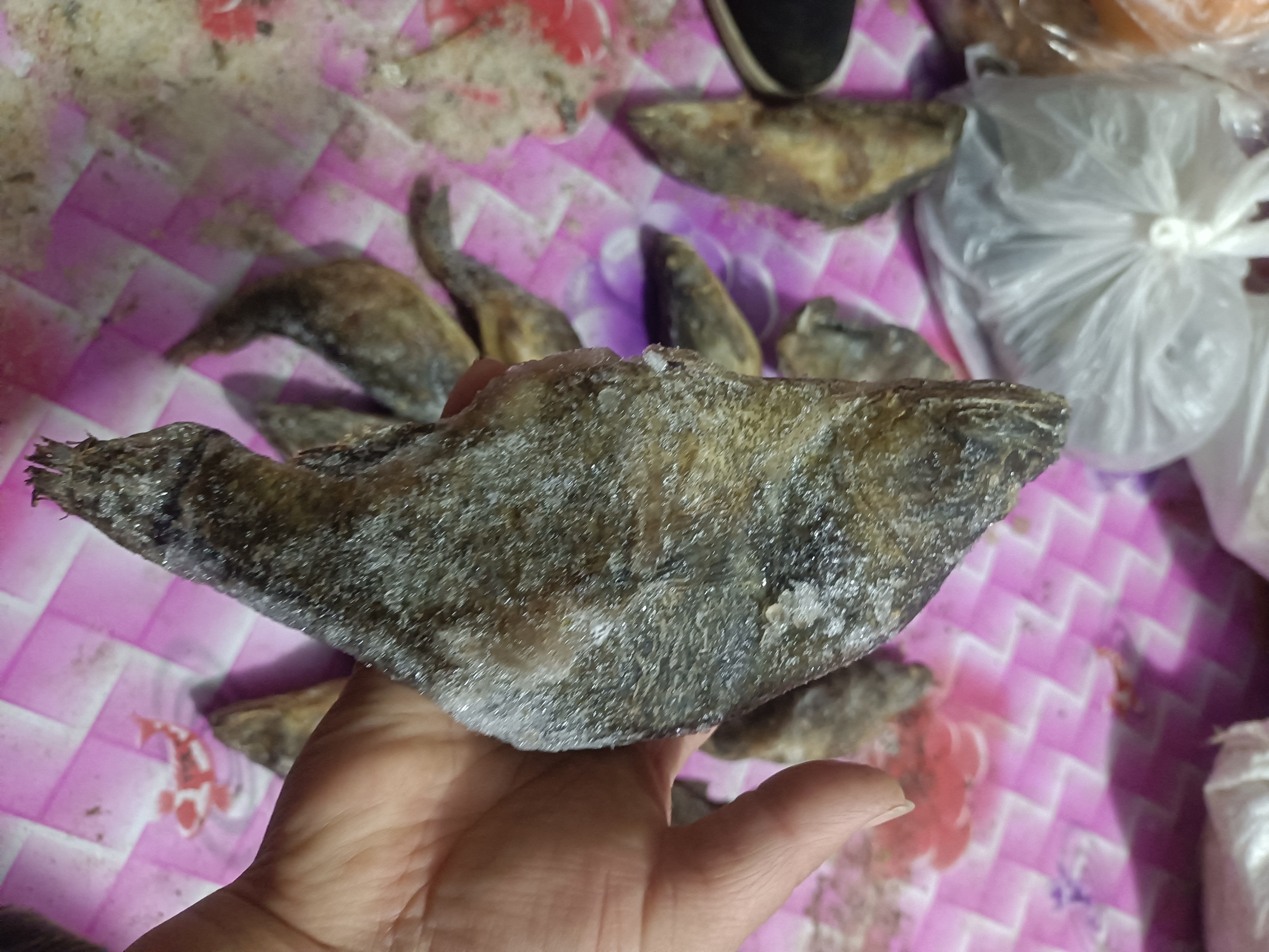 老头鱼（每斤2-3个）活体速冻发货中通快递包邮